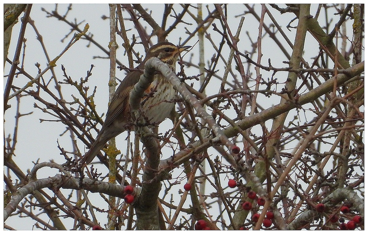 drozd cvrčala (ssp. iliacus) - ML645936395