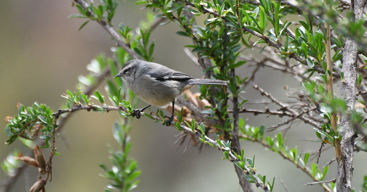 Cinereous Conebill - ML645936396