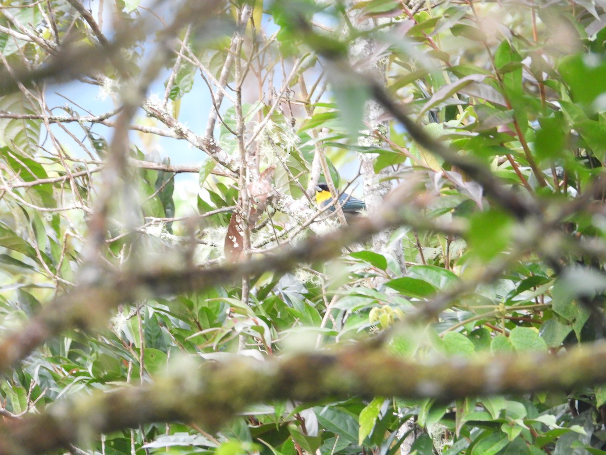 Yellow-throated Tanager - ML645936397