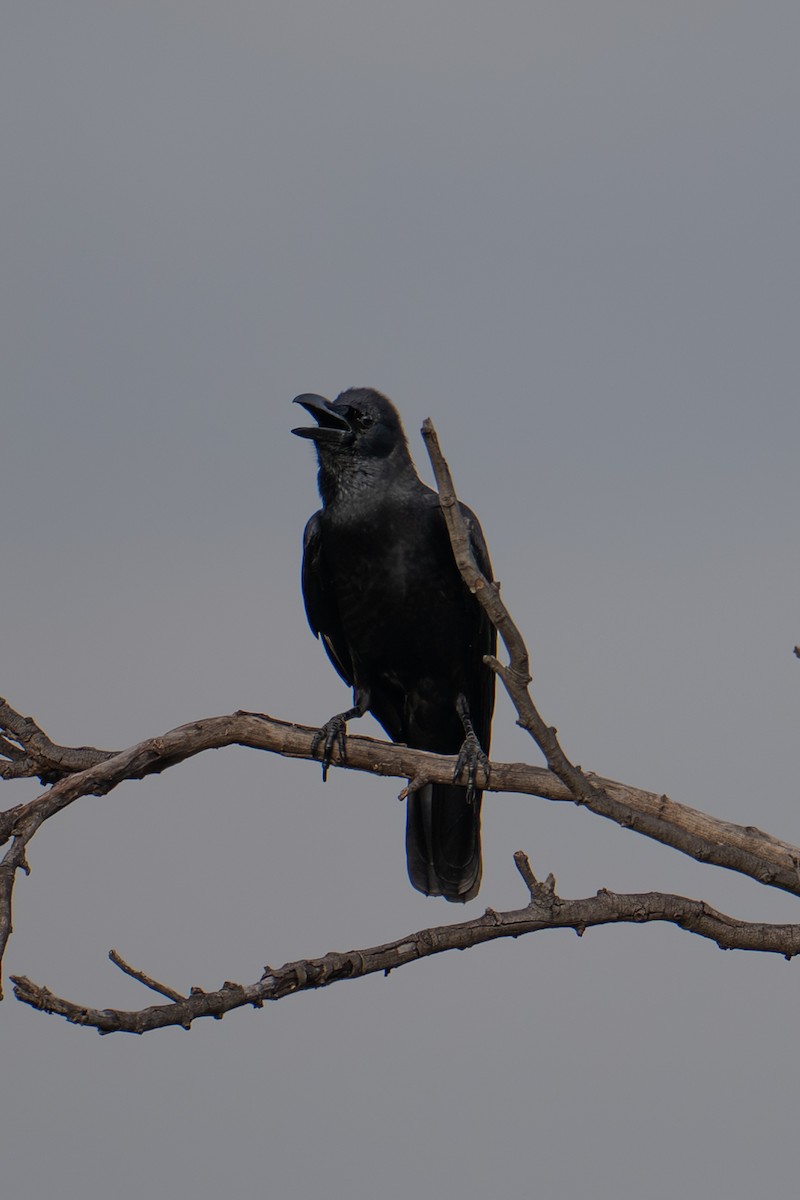 vrána tlustozobá - ML645936398