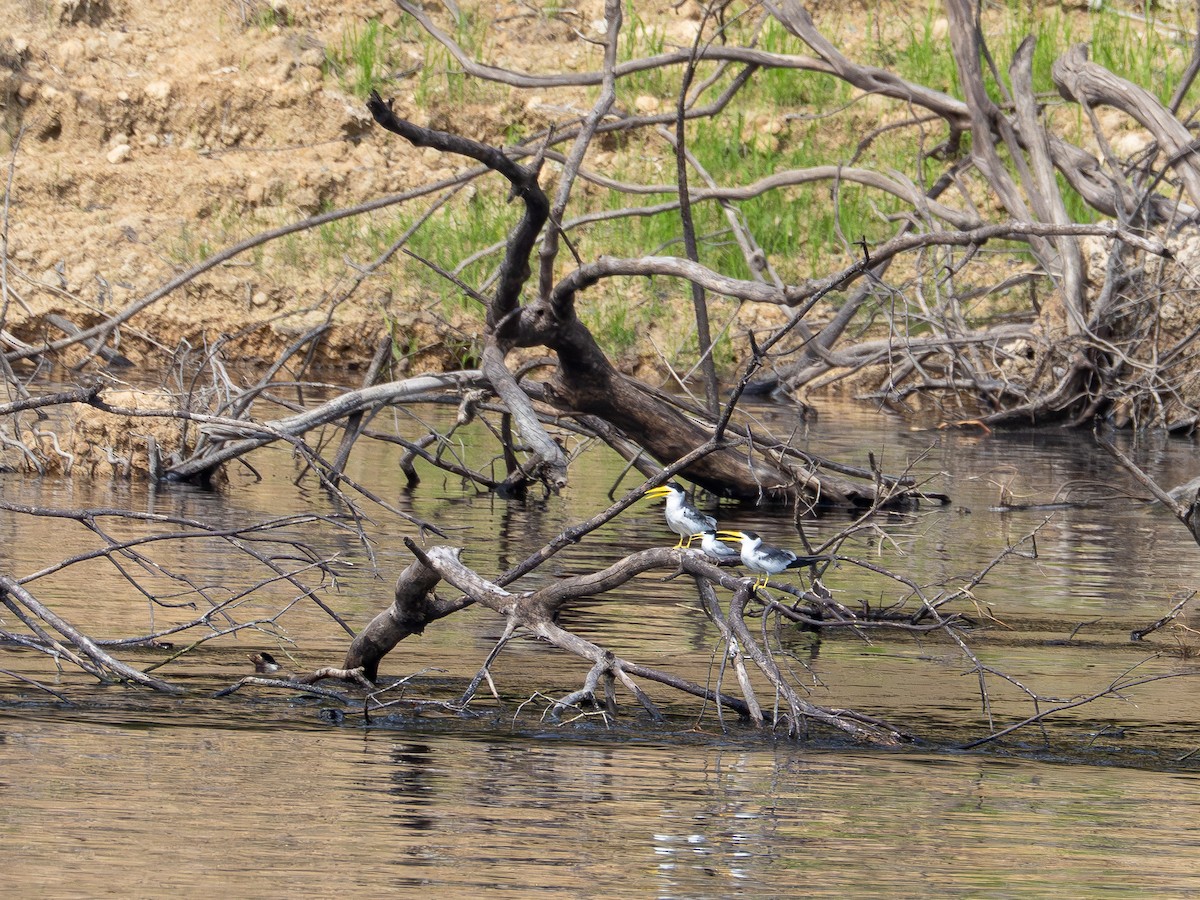 rybák žlutozobý - ML645936399