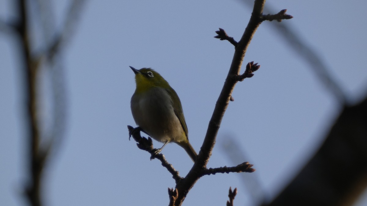Warbling White-eye - ML645936400