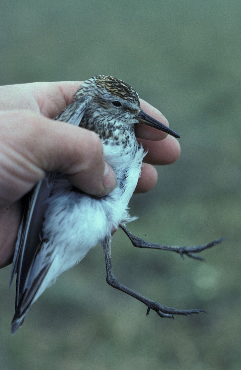 jespák tundrový - ML645936401