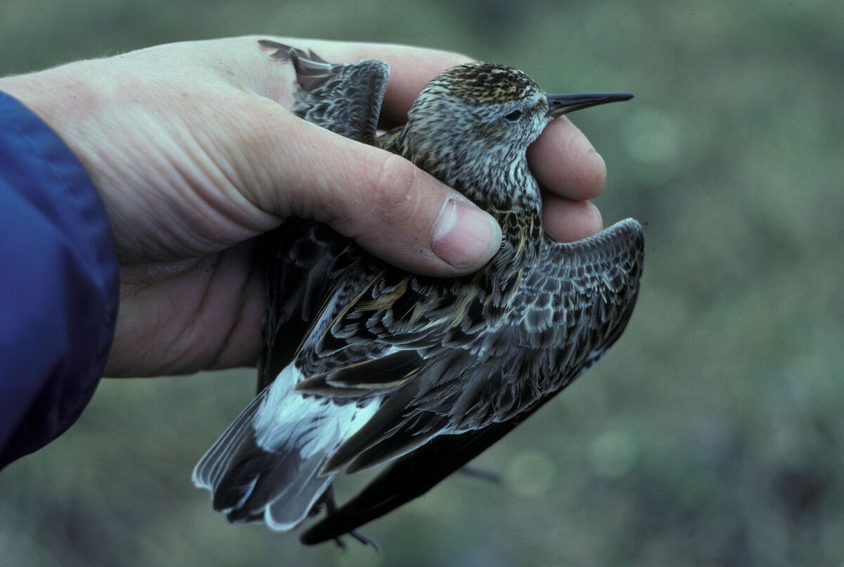 jespák tundrový - ML645936402