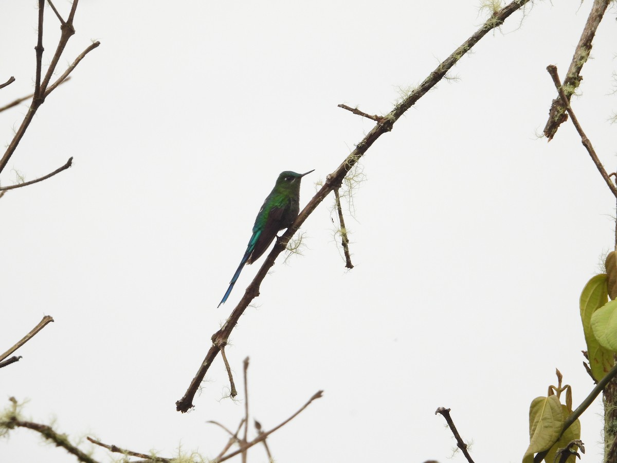 sylfa dlouhoocasá - ML645936403