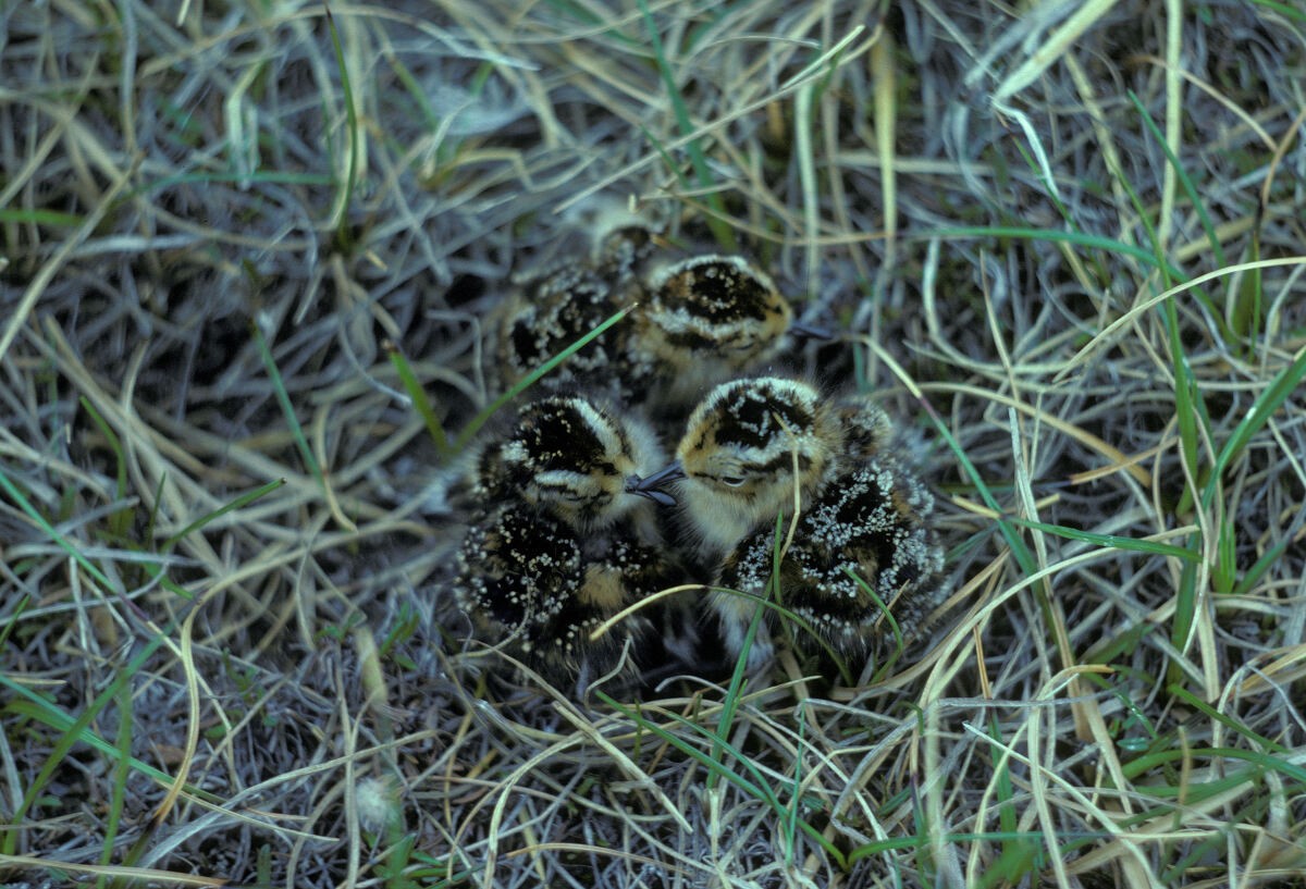 jespák tundrový - ML645936404