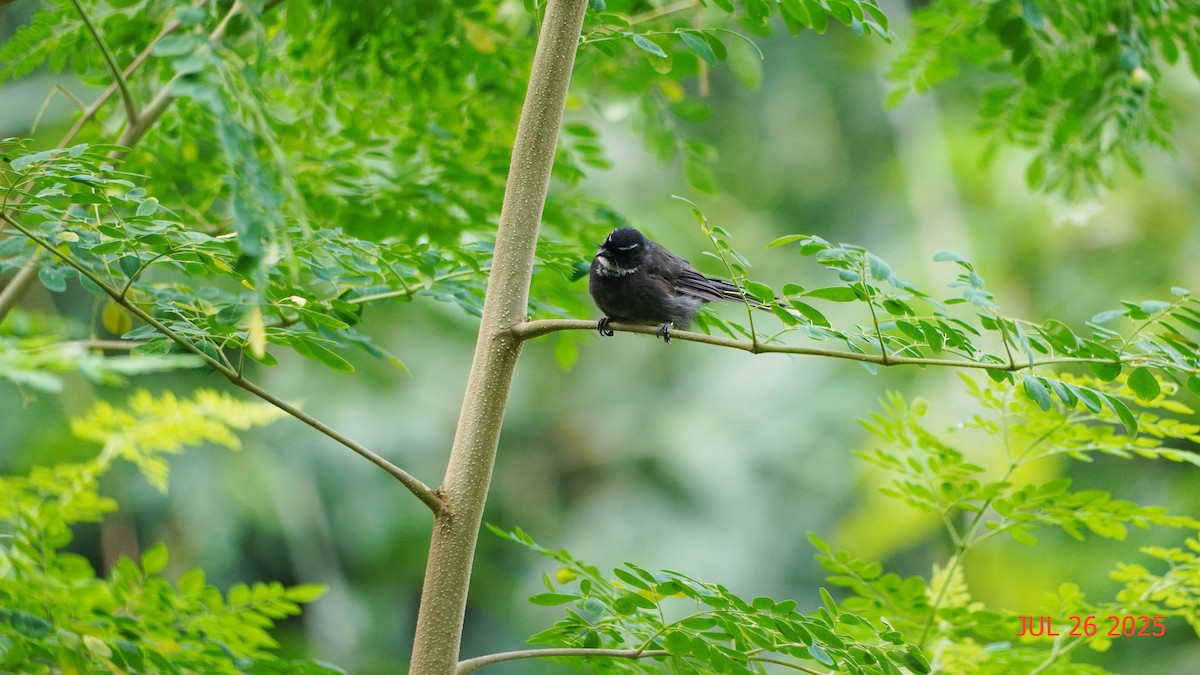 White-throated Fantail - ML645936405