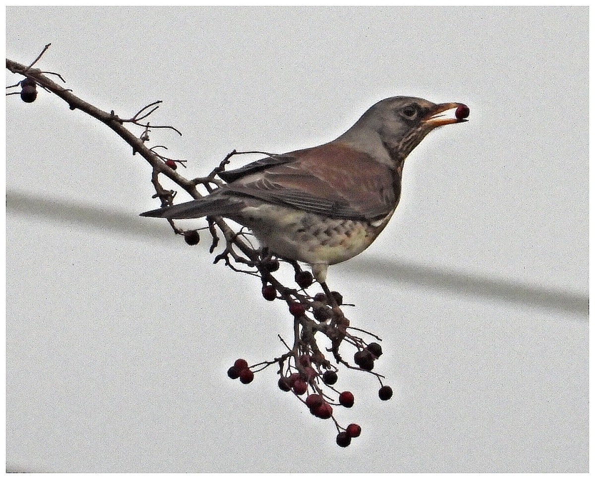 drozd kvíčala - ML645936406