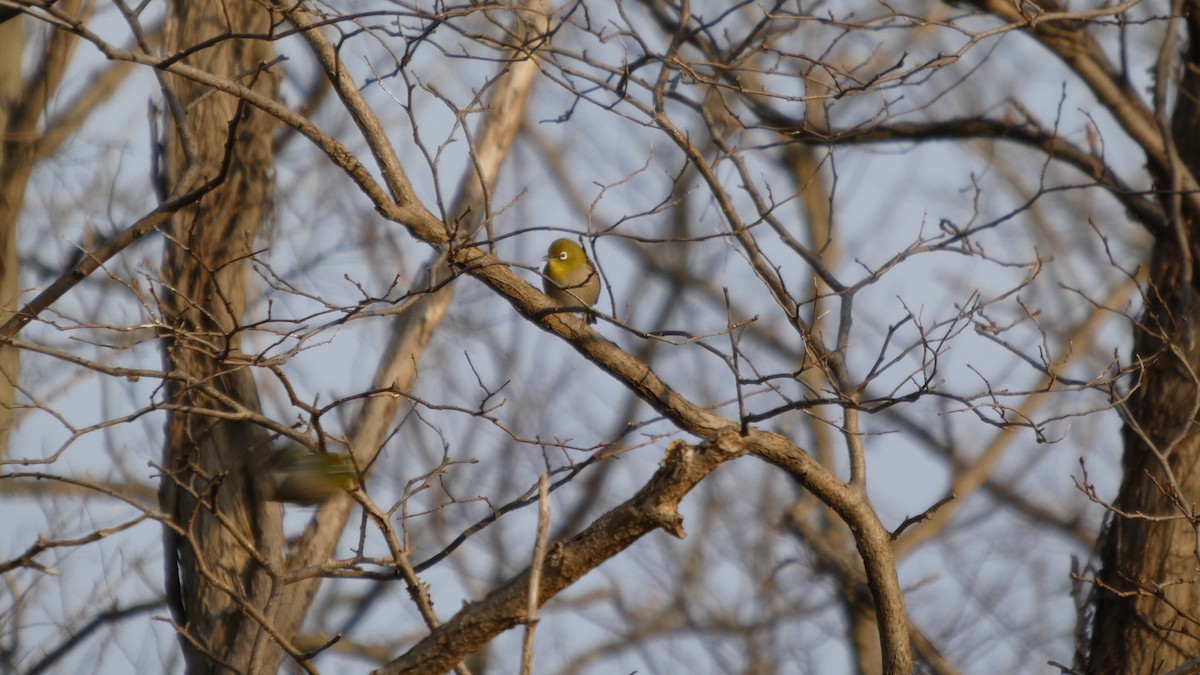 Warbling White-eye - ML645936407