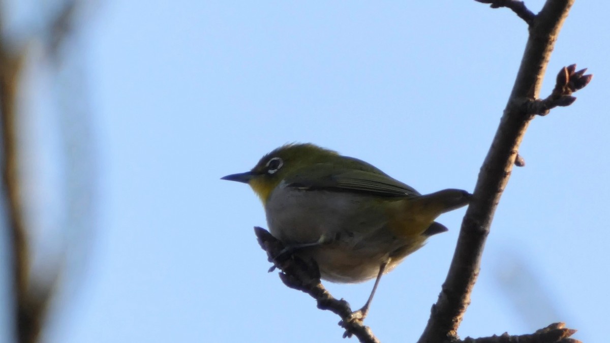 Warbling White-eye - ML645936410