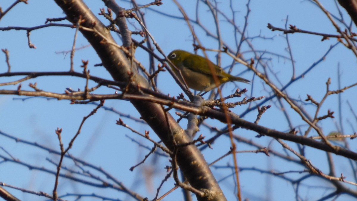 Warbling White-eye - ML645936411