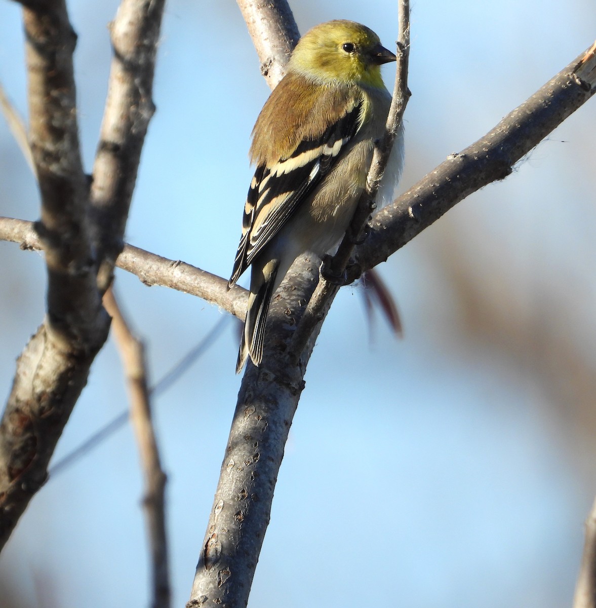 American Goldfinch - ML645936415