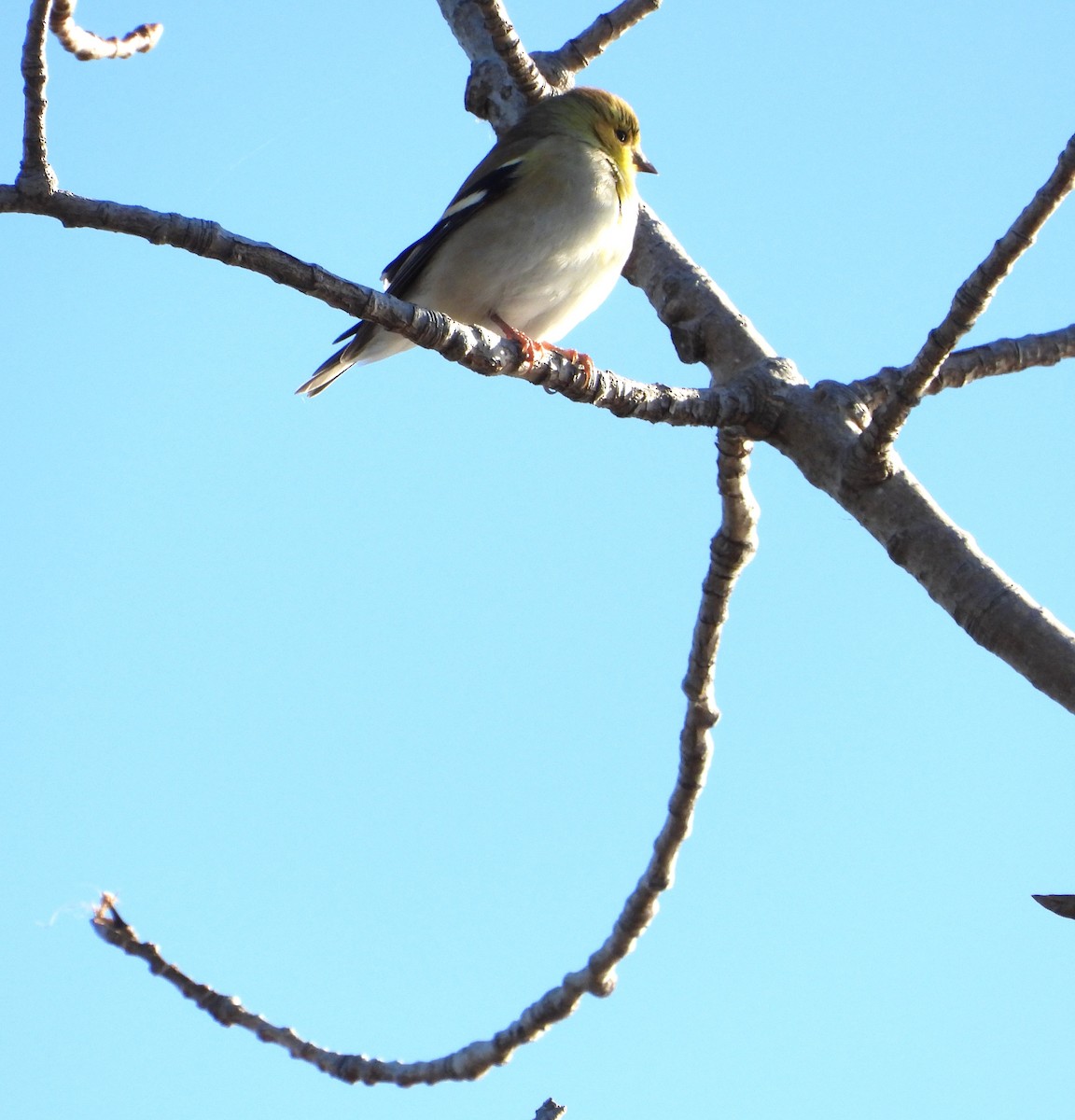 American Goldfinch - ML645936420