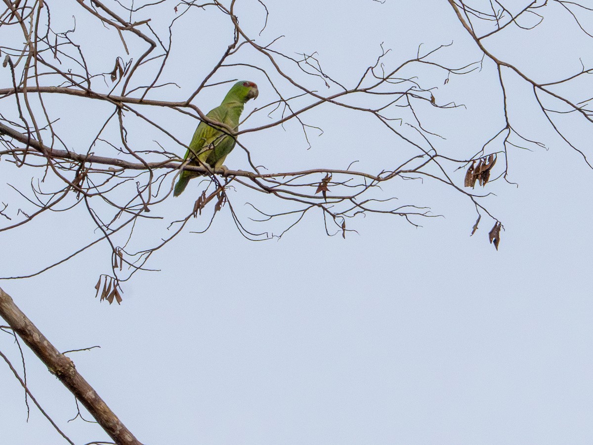 Amazone tavoua - ML645936421