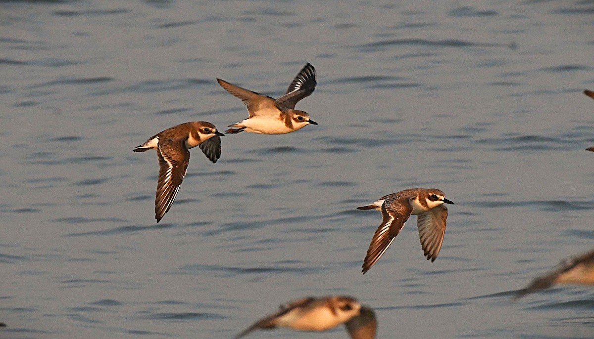 Pluvier du Tibet - ML645936422