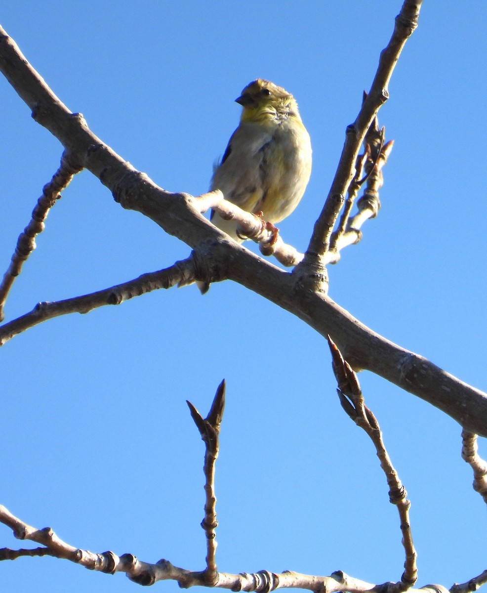 Chardonneret jaune - ML645936423