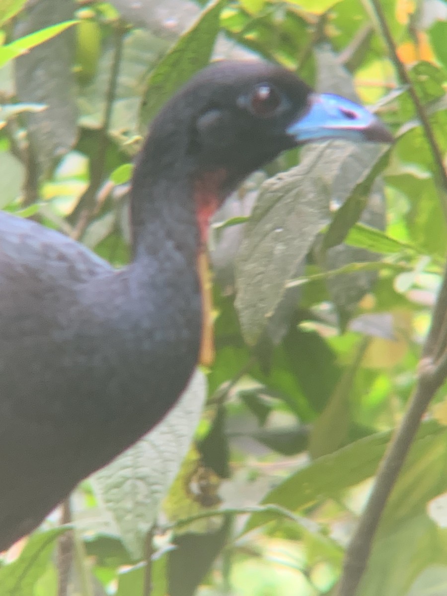 Pénélope aburri - ML645936424