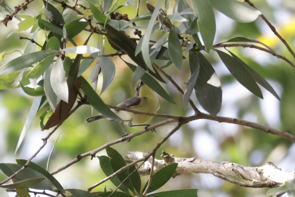 Gérygone soufrée - ML645936427