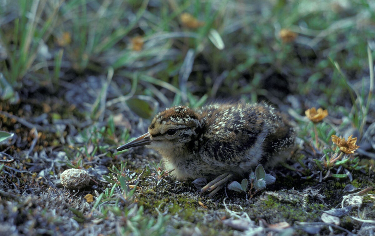 Bécasseau à poitrine cendrée - ML645936428