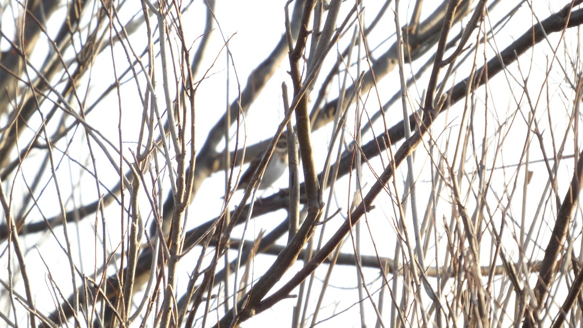 Bruant rustique - ML645936429