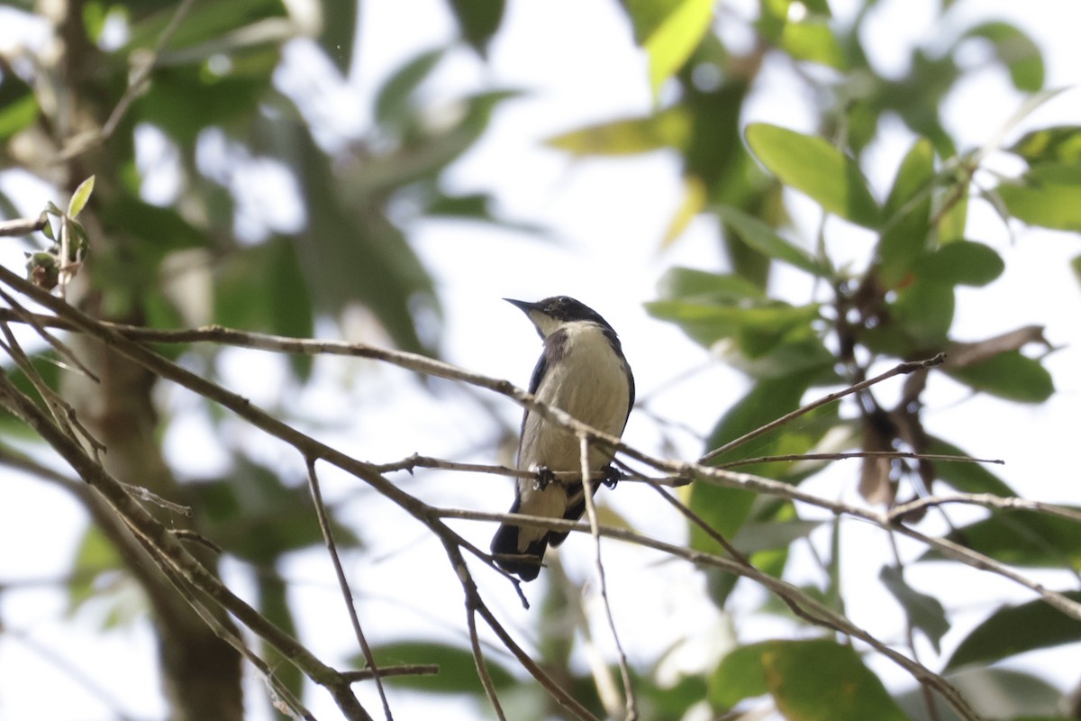 Dicée à dos rouge - ML645936430