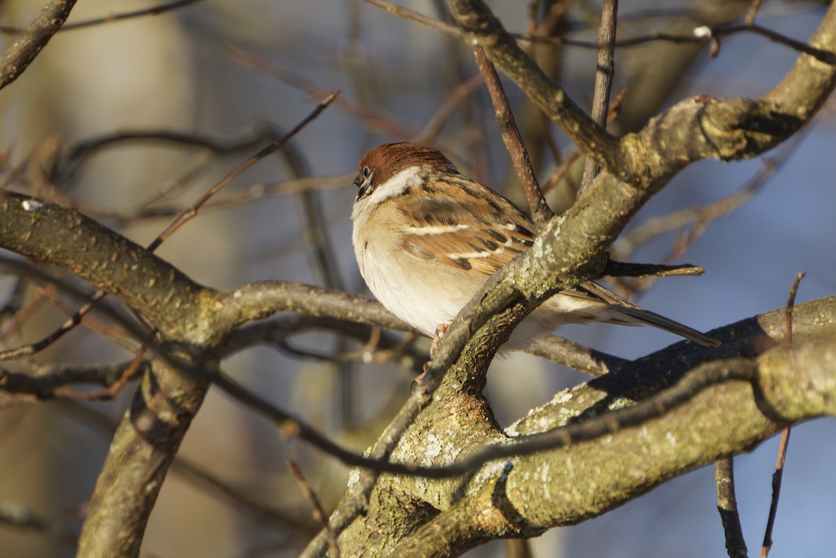 Moineau friquet - ML645936431