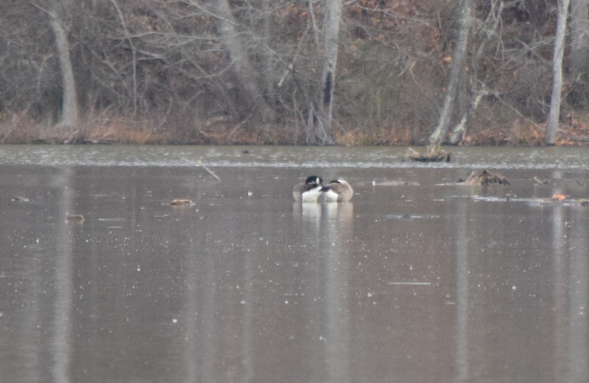 Bernache du Canada - ML645936432