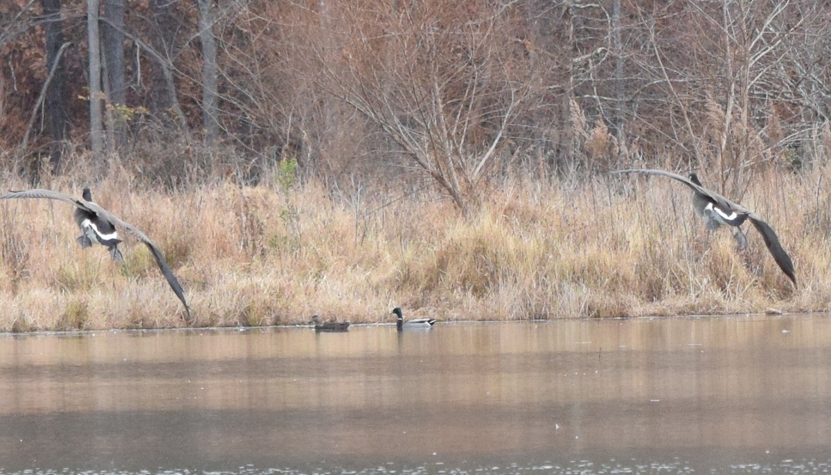 Bernache du Canada - ML645936433