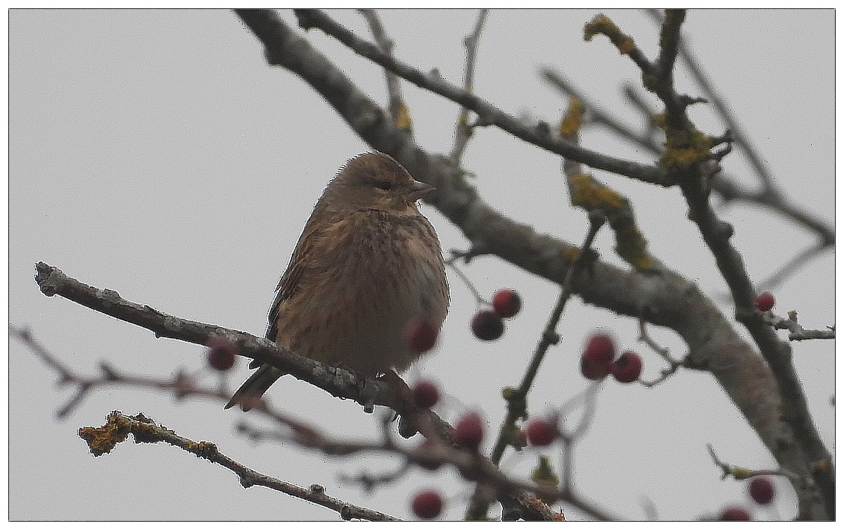 Linotte mélodieuse - ML645936434