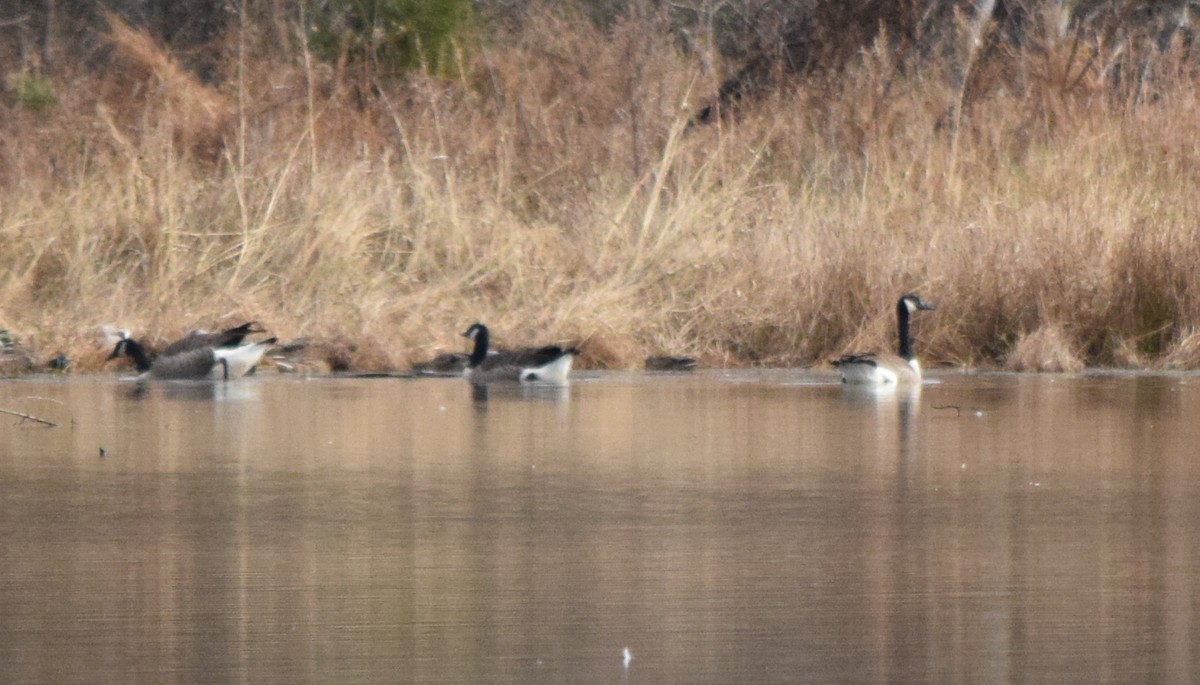 Bernache du Canada - ML645936436