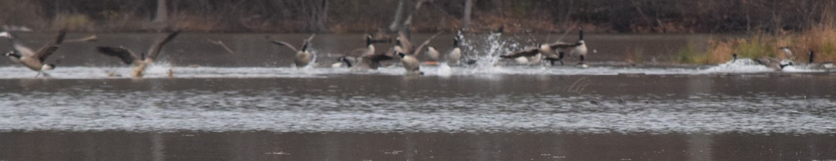 Bernache du Canada - ML645936437