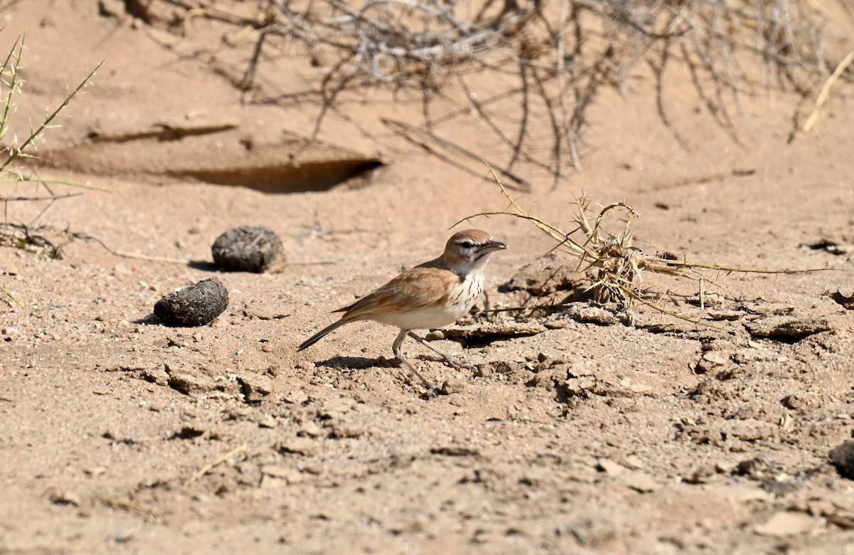 Alouette à dos roux (erythrochlamys) - ML645936439