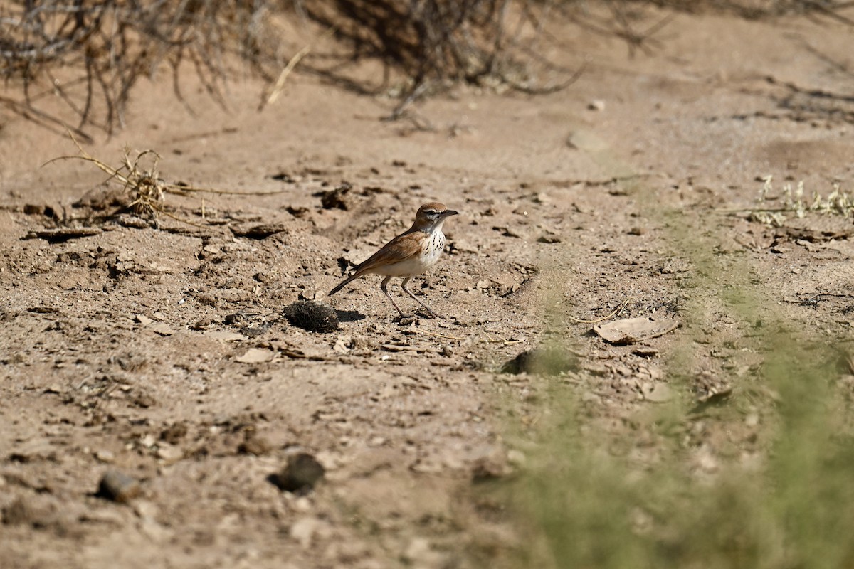 Alouette à dos roux (erythrochlamys) - ML645936440