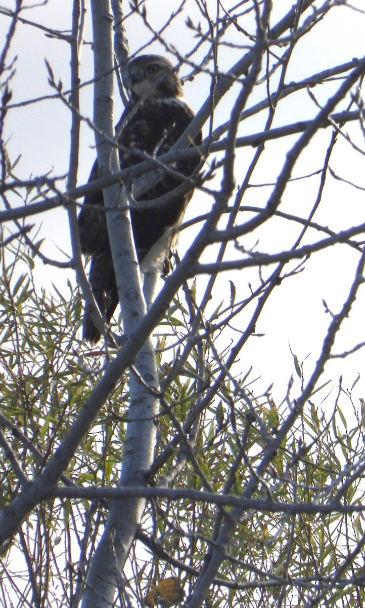 Buse à queue rousse - ML645936441