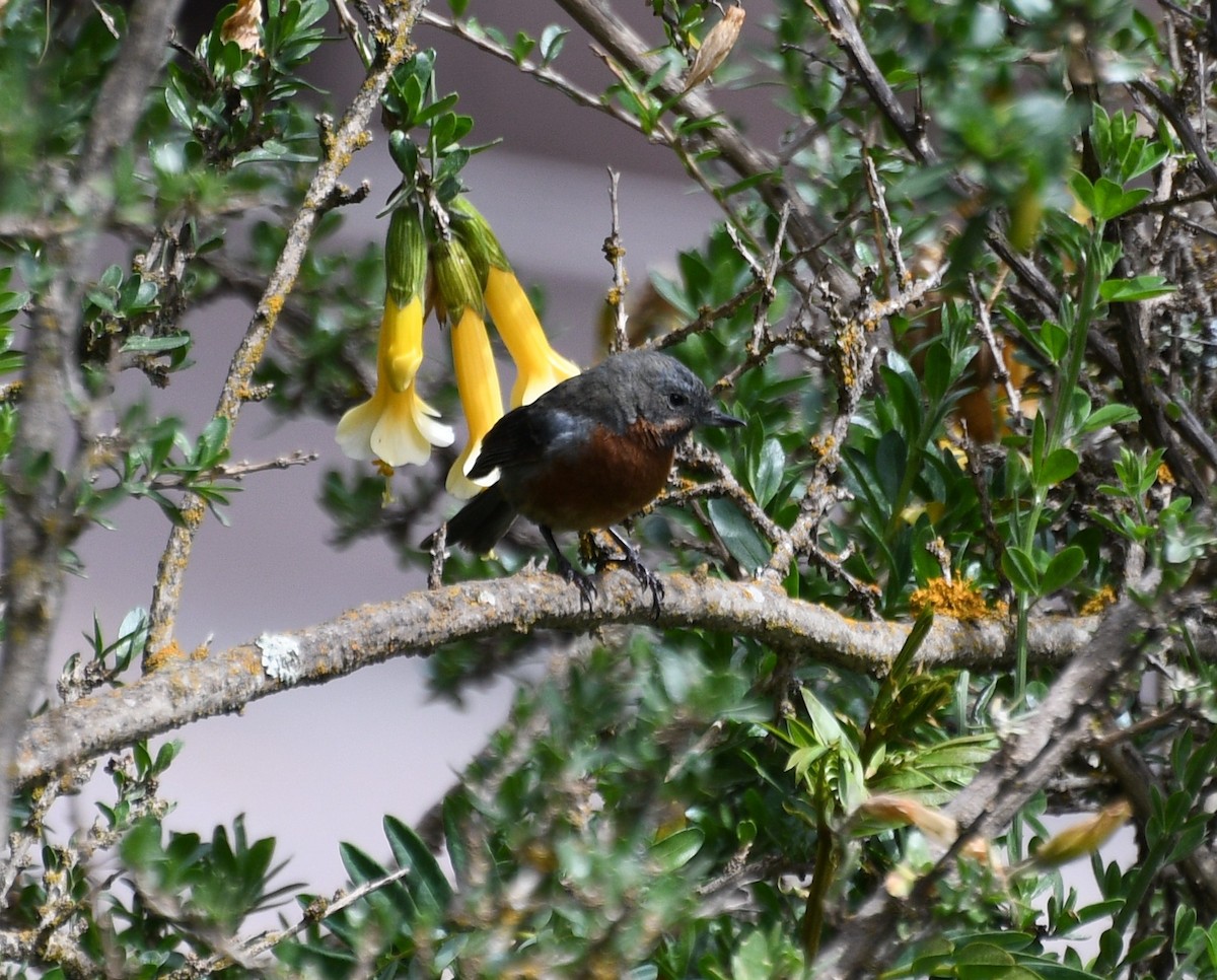 Percefleur moustachu - ML645936442