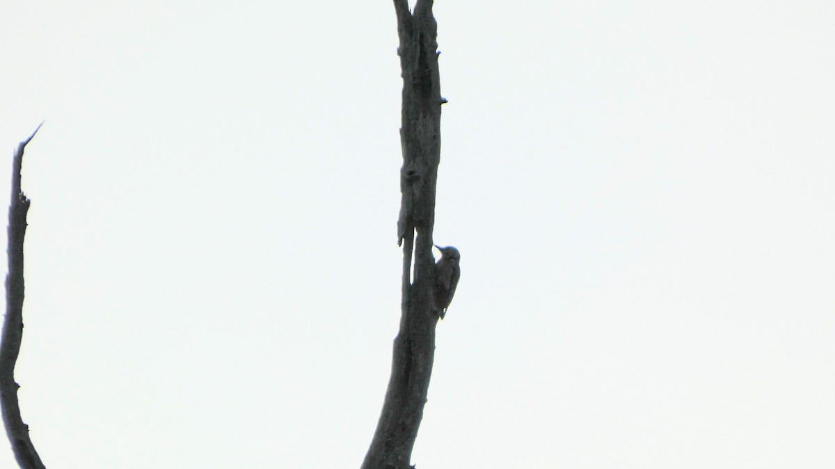 Pic épeiche - ML645936443