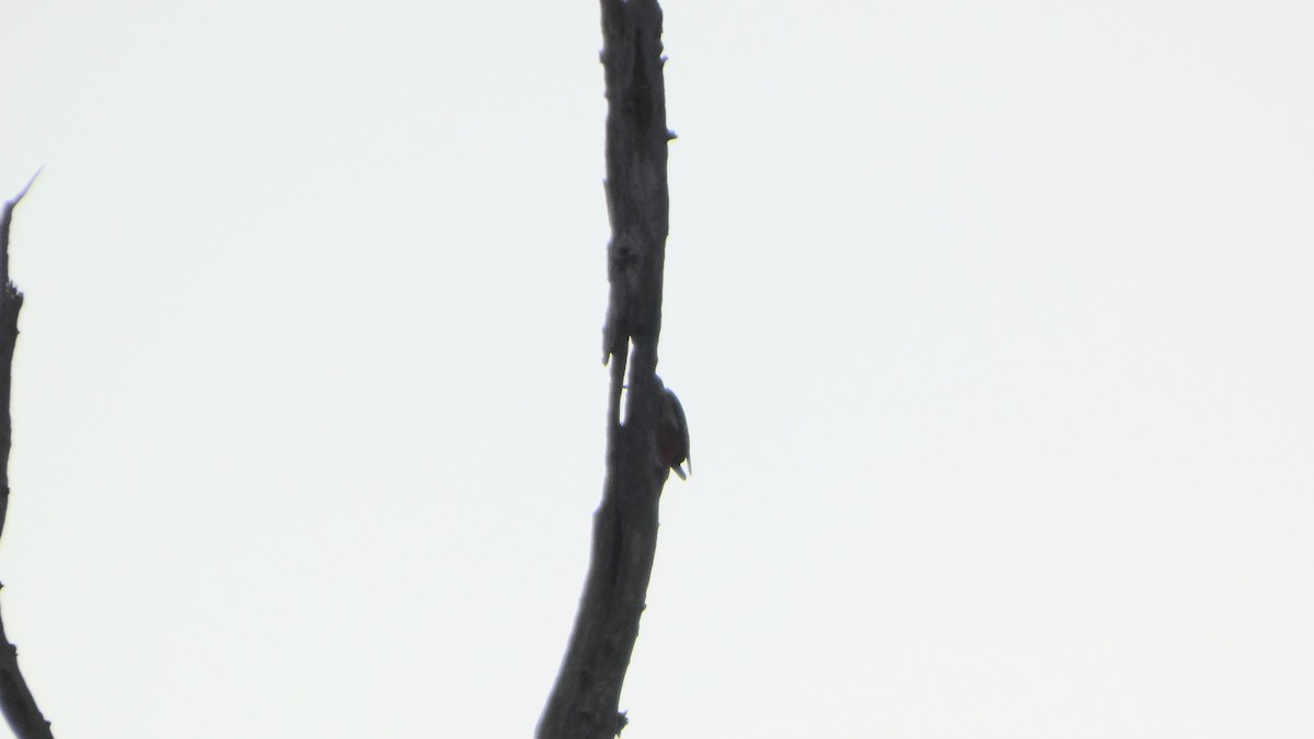 Pic épeiche - ML645936444