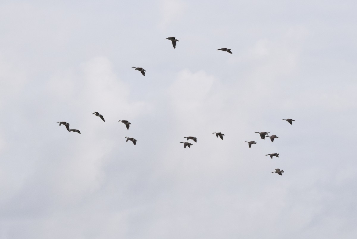 Bernache du Canada - ML645936446