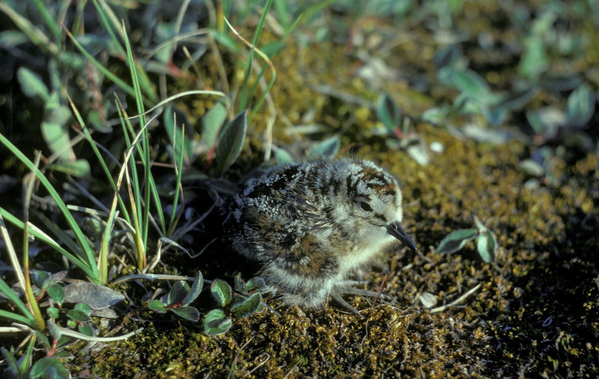 Bécasseau semipalmé - ML645936448