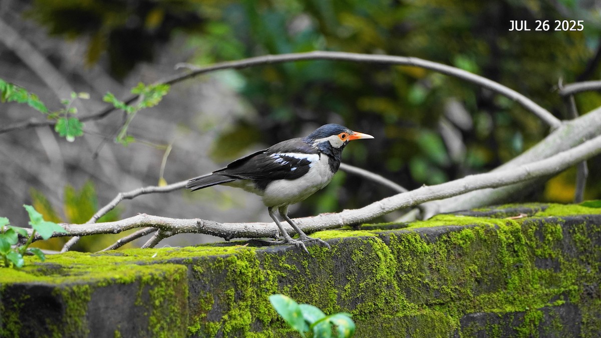 Étourneau pie - ML645936449