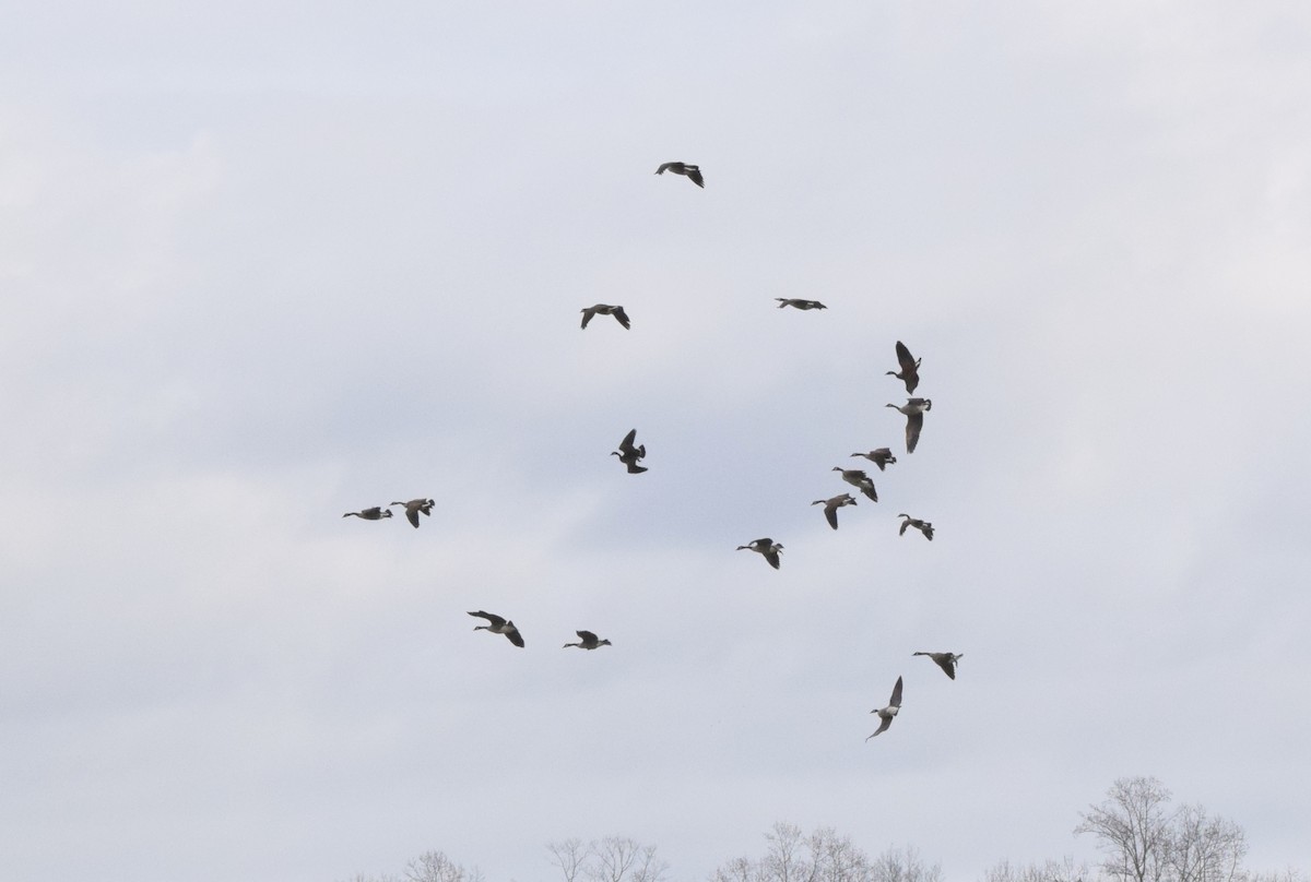 Bernache du Canada - ML645936450