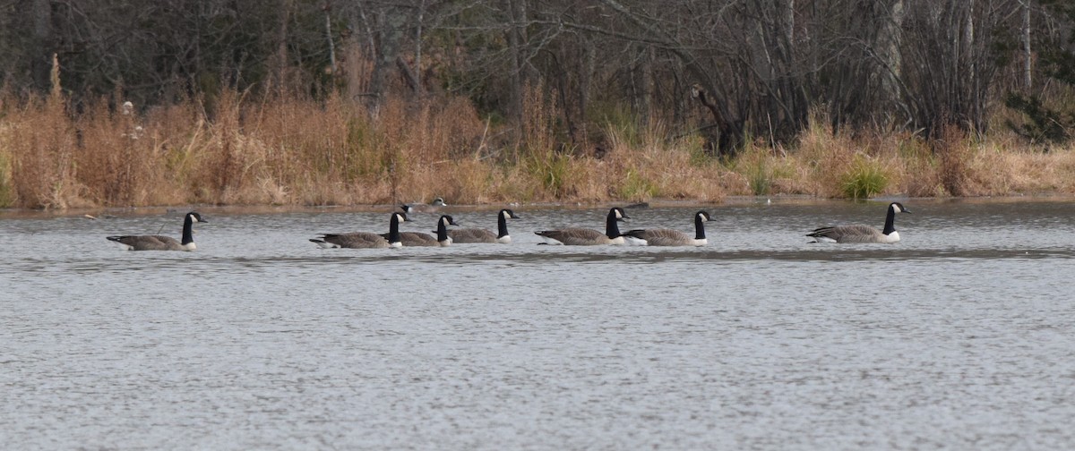 Bernache du Canada - ML645936451