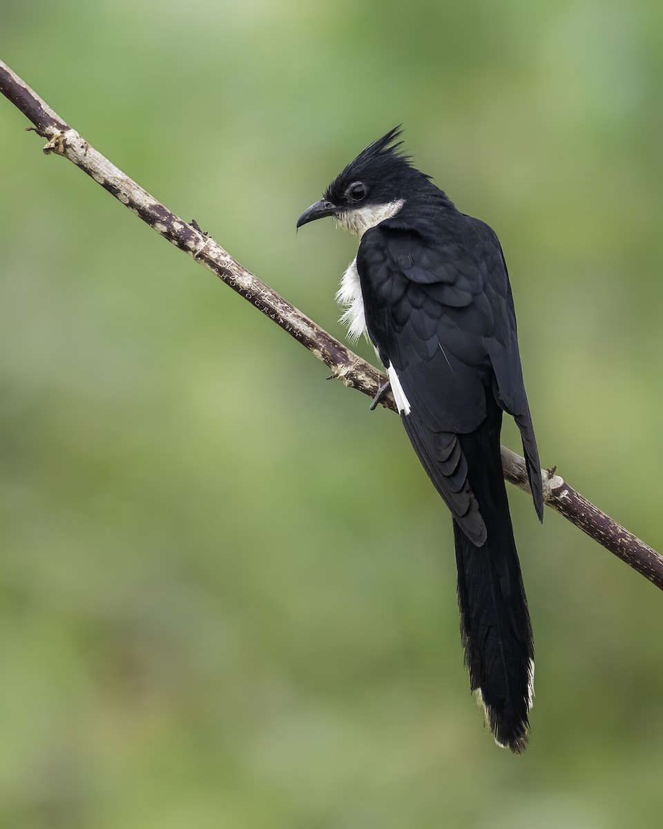 Coucou jacobin - ML645936452