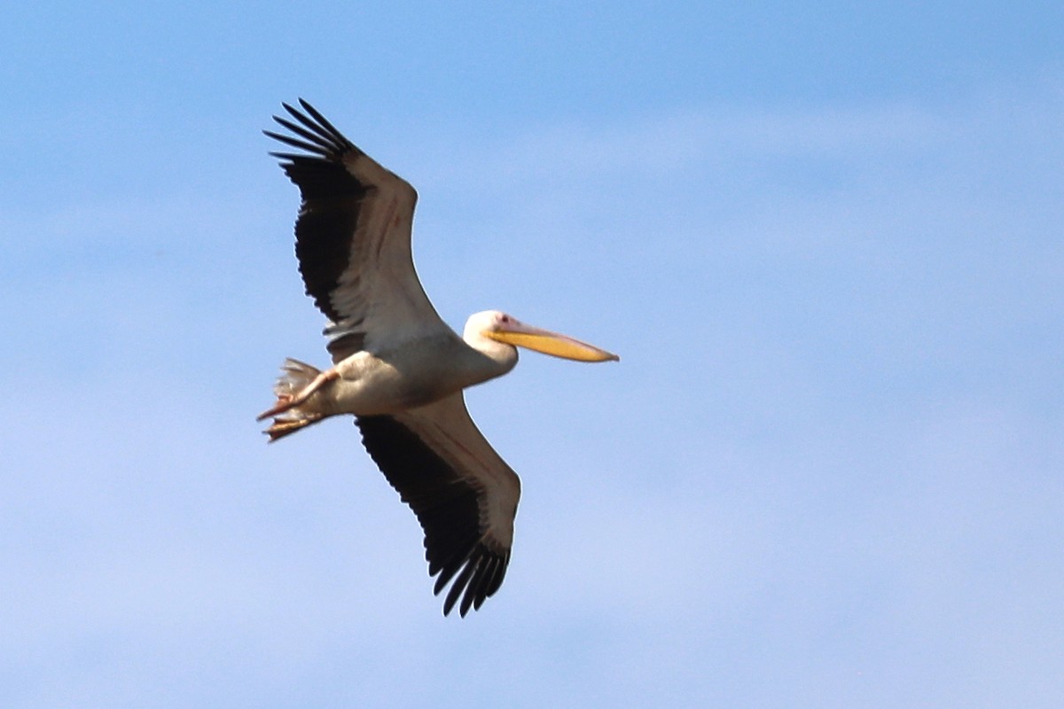 Great White Pelican - ML645936453