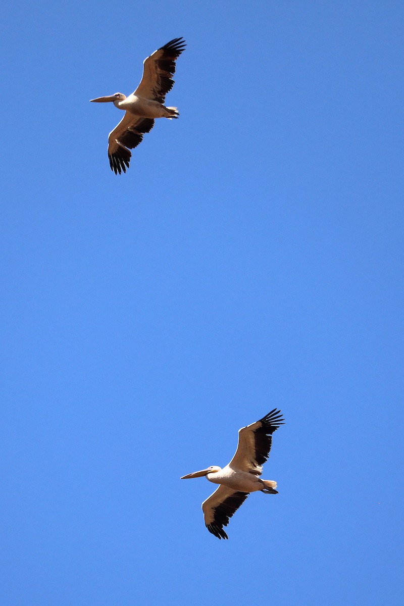 Great White Pelican - ML645936454