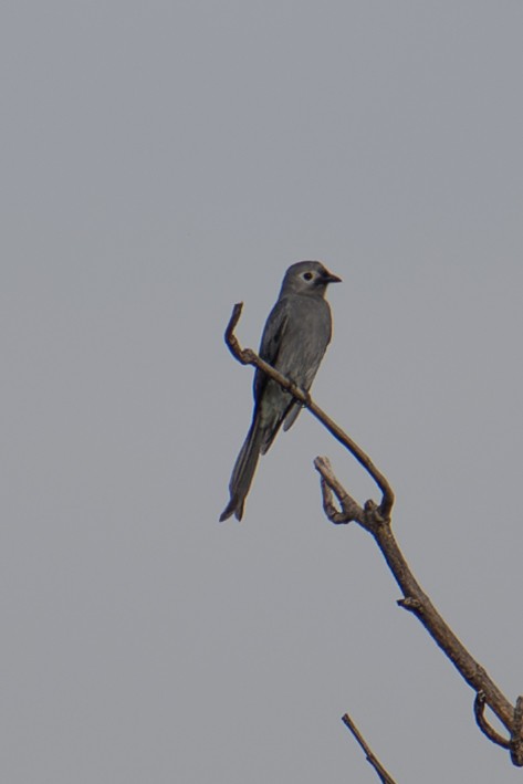 Drongo cendré - ML645936456