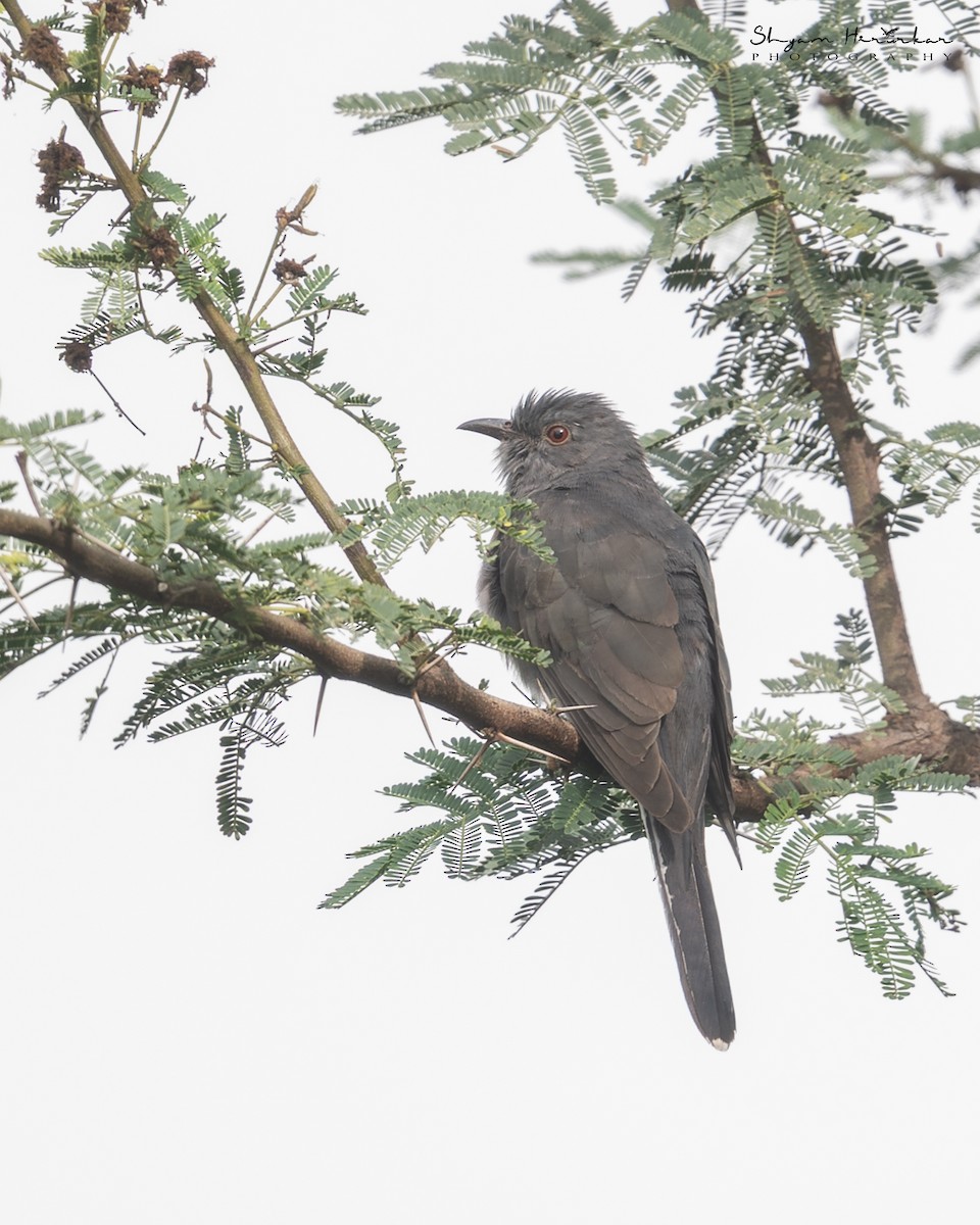 Coucou à tête grise - ML645936457