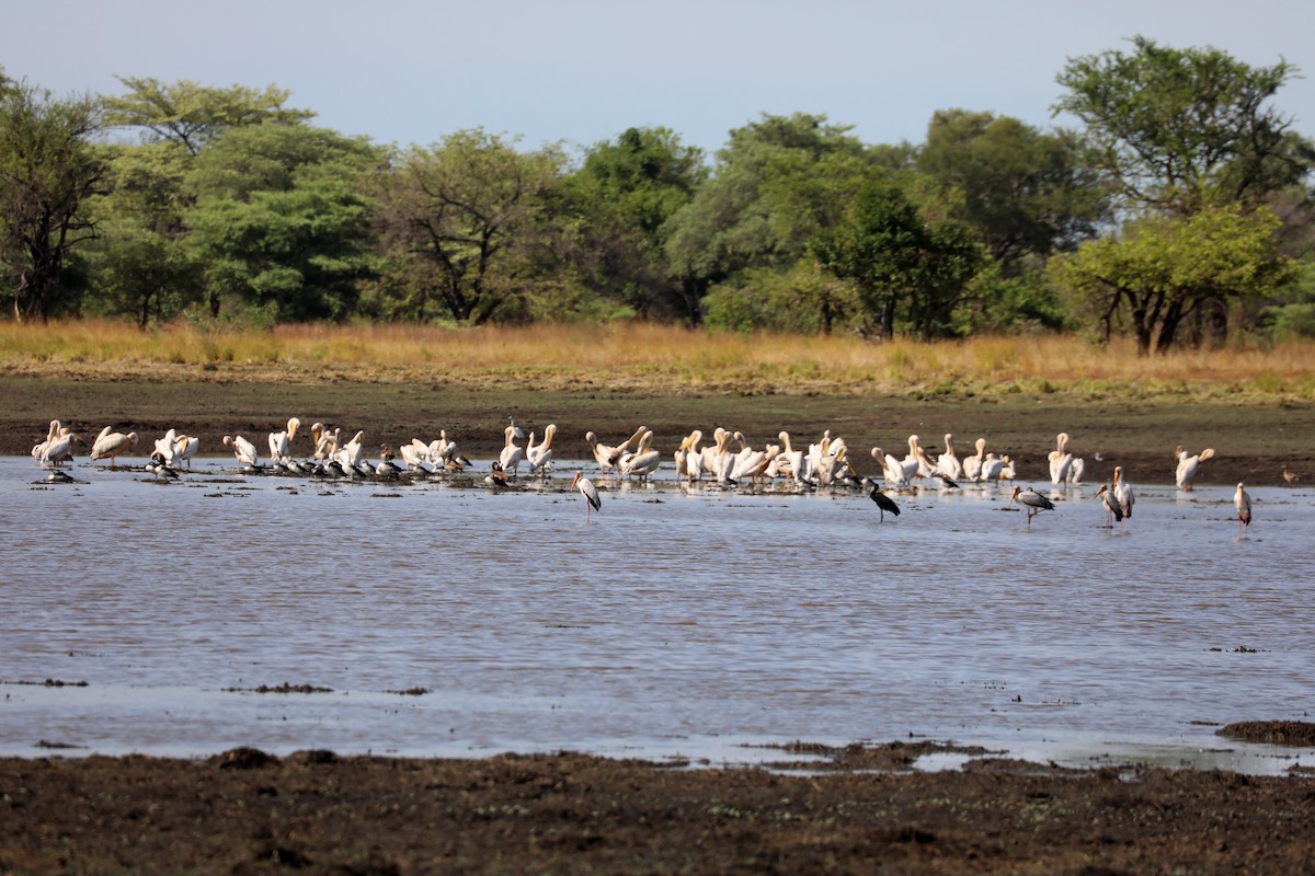 Great White Pelican - ML645936458