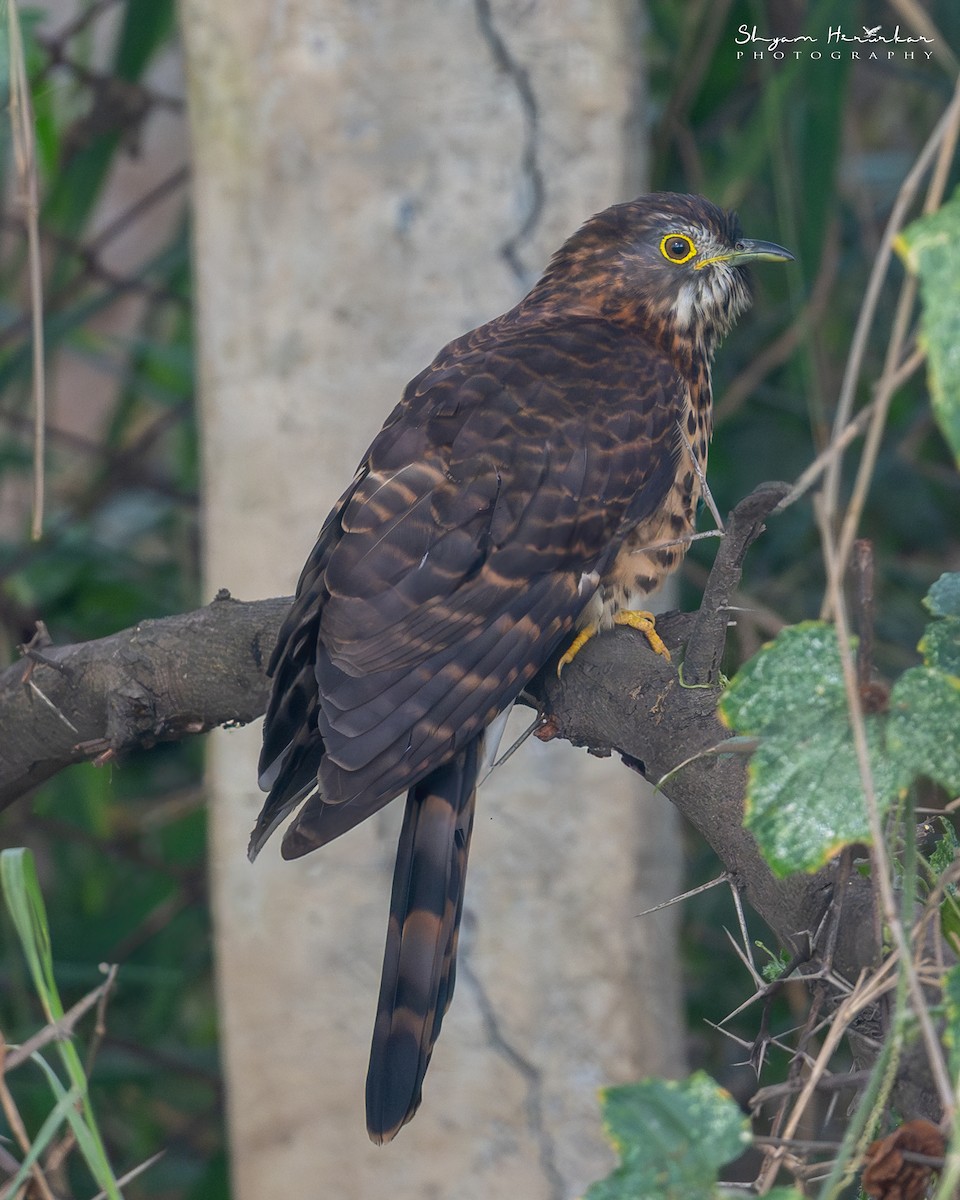 kukačka krahujčí - ML645936461