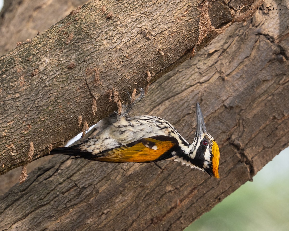 datel zlatoramenný - ML645936462